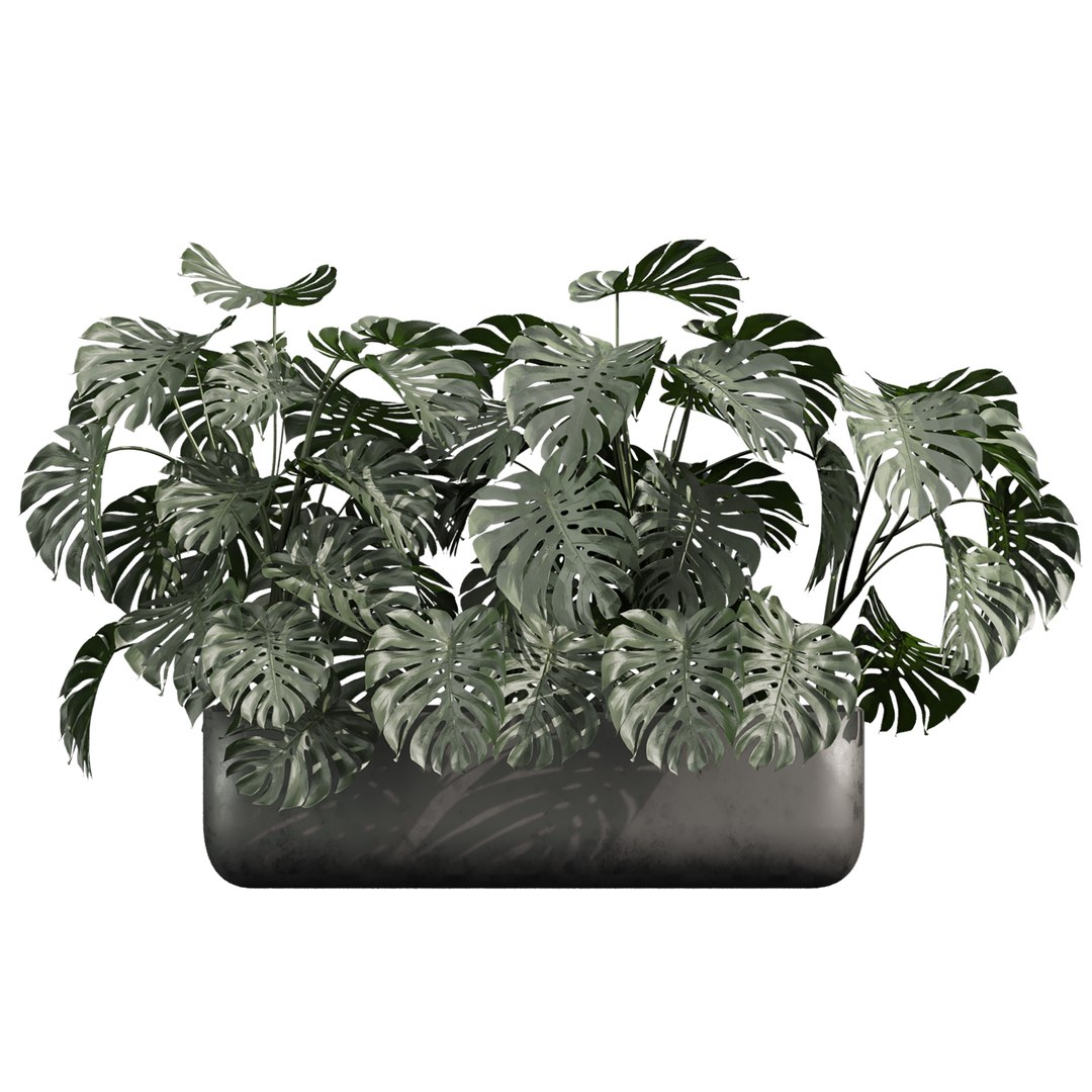 plant vol 978 - monstera - banana - box 3D model https://p.turbosquid.com/ts-thumb/wP/YWdAoV/Mx/2/jpg/1786556305/1920x1080/fit_q87/8a59c8928464b5ef054af901835ef38c319584bd/2.jpg
