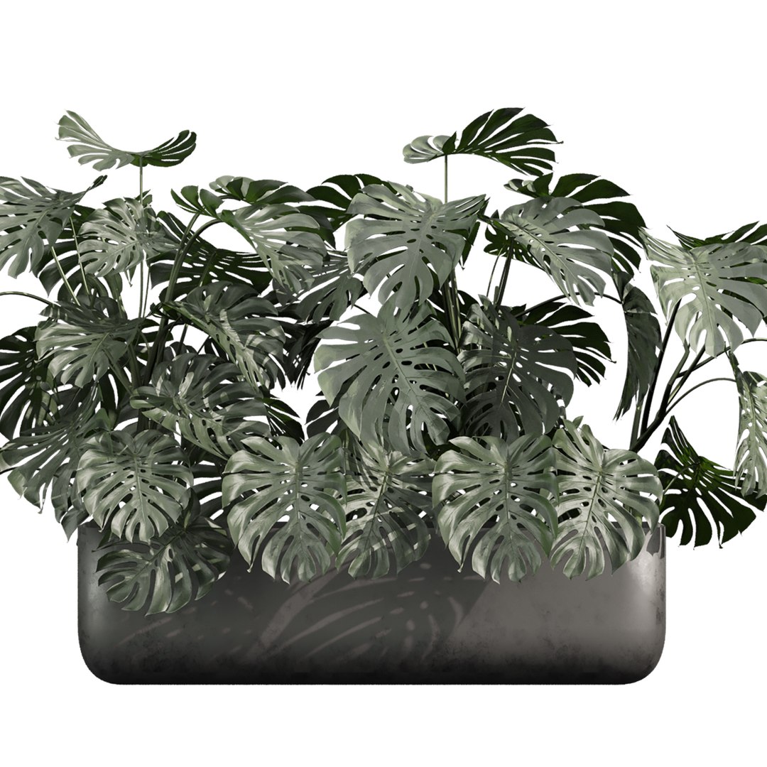 plant vol 978 - monstera - banana - box 3D model https://p.turbosquid.com/ts-thumb/wP/YWdAoV/tv/5/jpg/1786556308/1920x1080/fit_q87/6175e2ba1ace49f0e36f4e4f7c17e5fd3cba503a/5.jpg