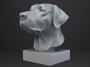 3D Labrador Retriever Dog Bust model