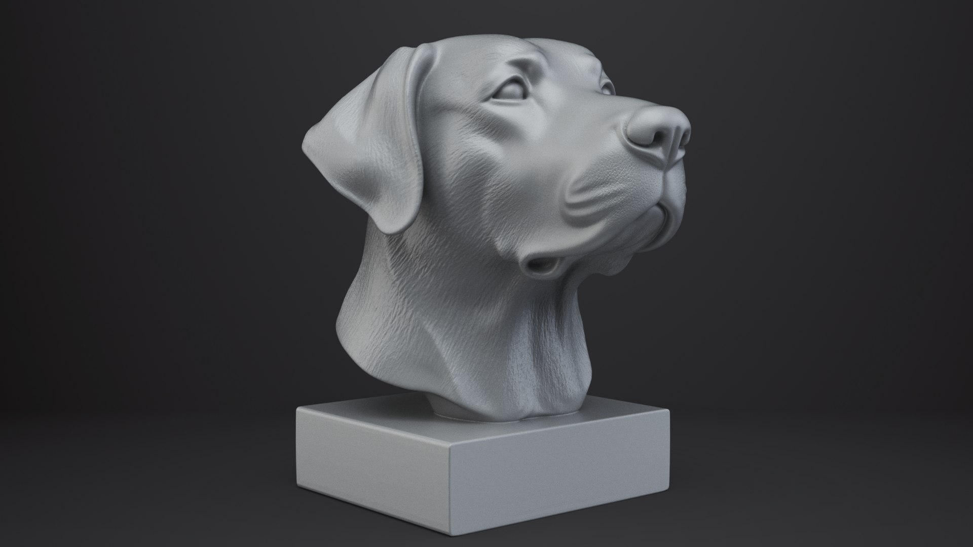 3D Labrador Retriever Dog Bust model https://p.turbosquid.com/ts-thumb/wP/a9eAlZ/uD/008/png/1767684144/1920x1080/fit_q87/863afacd528f8b49771449480476b0871936ad24/008.jpg