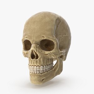 3D human skull ready