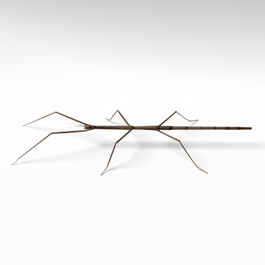 Stick Insect 3d Obj