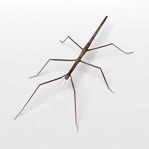 Stick Insect