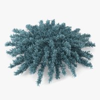 Savin Juniper Large Shrub Blue