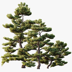 3D model AV Pinus Bonsai Sylvestris Pine Parviflora Scotch Contorta