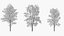wind tree 03