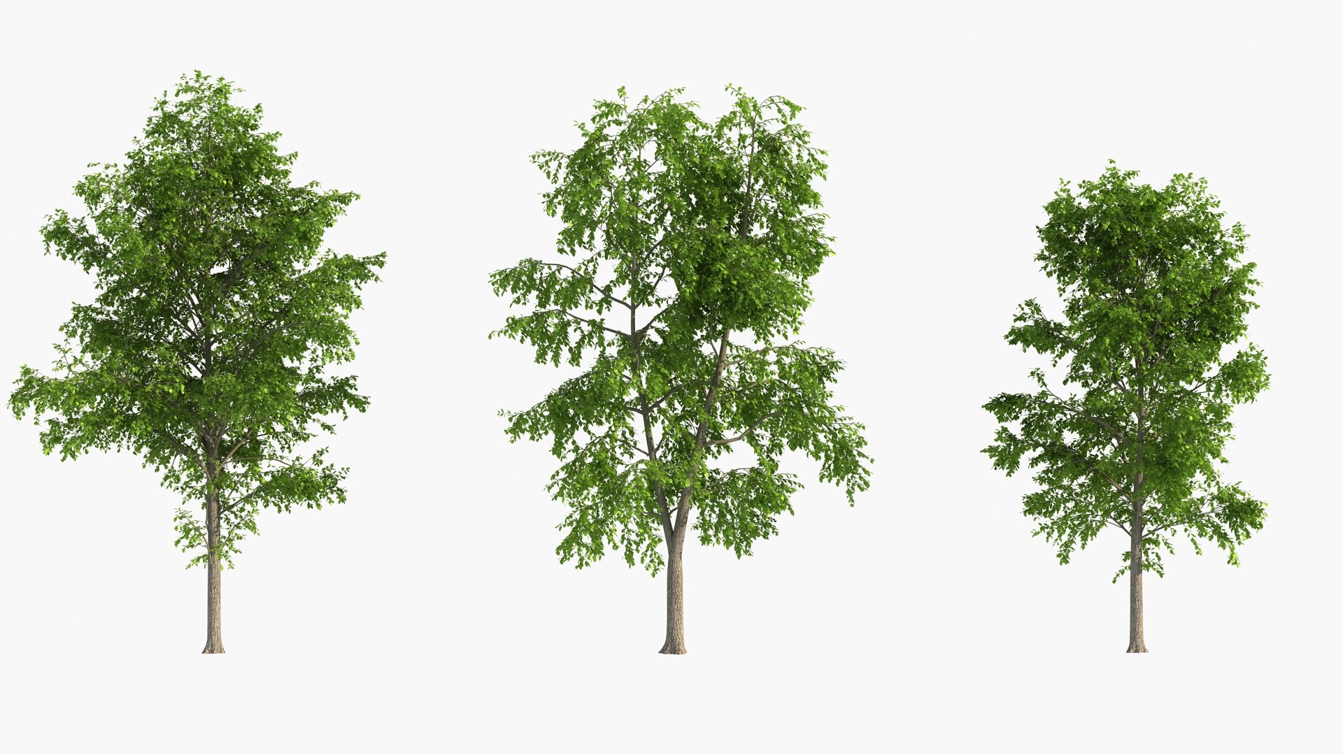 3D wind tree https://p.turbosquid.com/ts-thumb/wQ/9d6X4W/BY/wd020000/jpg/1608537363/1920x1080/fit_q87/e66c519e710c5fdb3a4c6407706fd95729d5318a/wd020000.jpg