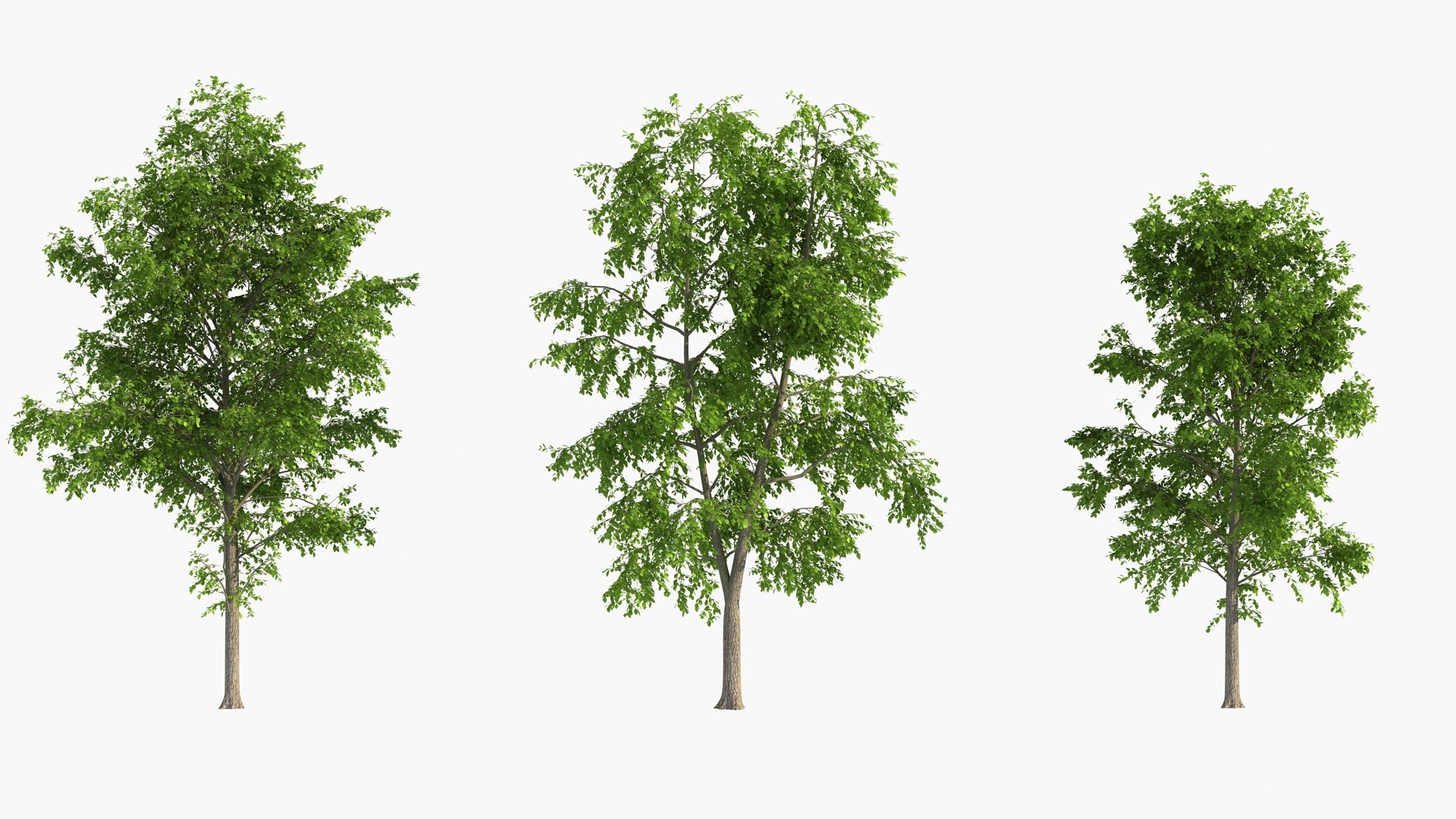 3D wind tree https://p.turbosquid.com/ts-thumb/wQ/9d6X4W/ai/wd020001/jpg/1608537358/1920x1080/fit_q87/3626a4bb015e98690cd5a172344ab7e1c41d8910/wd020001.jpg