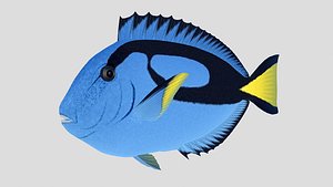 3D blue tang tropical fish