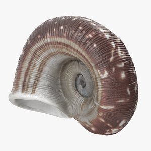 Cyclophorus Haughtoni