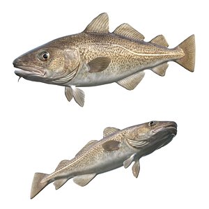 Cod Fish