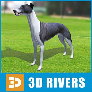 3d greyhound dogs