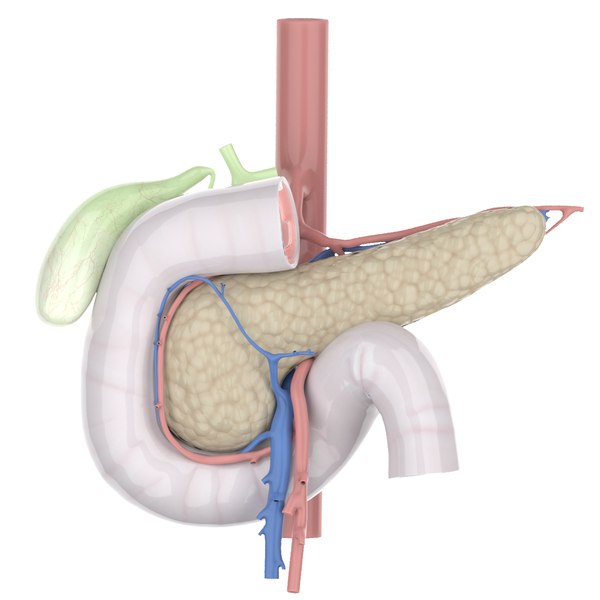 3D Duodenum Models | TurboSquid