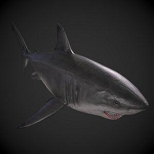 Great White Shark 3D model