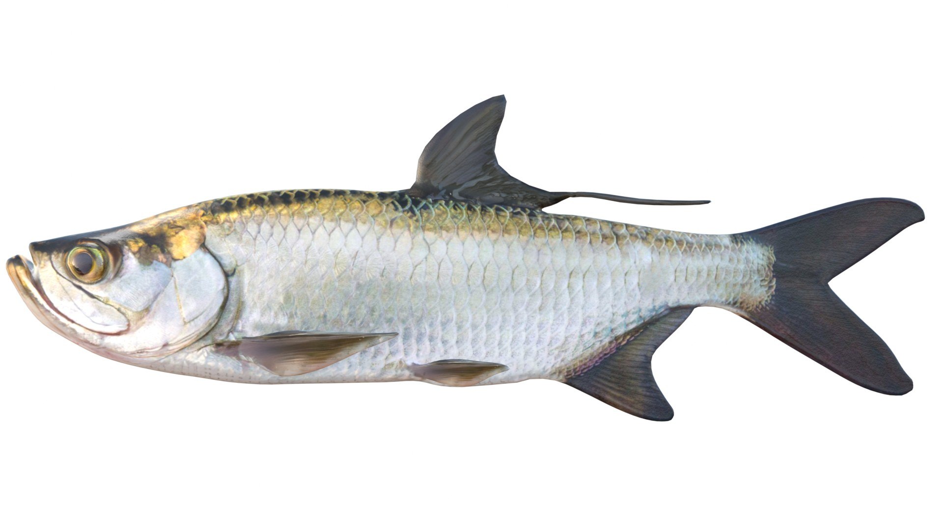 Tarpon fish model https://p.turbosquid.com/ts-thumb/wR/0Cy4eX/1G/3/jpg/1768031236/1920x1080/fit_q87/71878052cbd220fbaee7b24373955fc18c986844/3.jpg