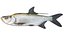 Tarpon fish