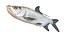 Tarpon fish