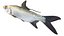 Tarpon fish