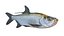 Tarpon fish