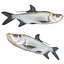 Tarpon fish