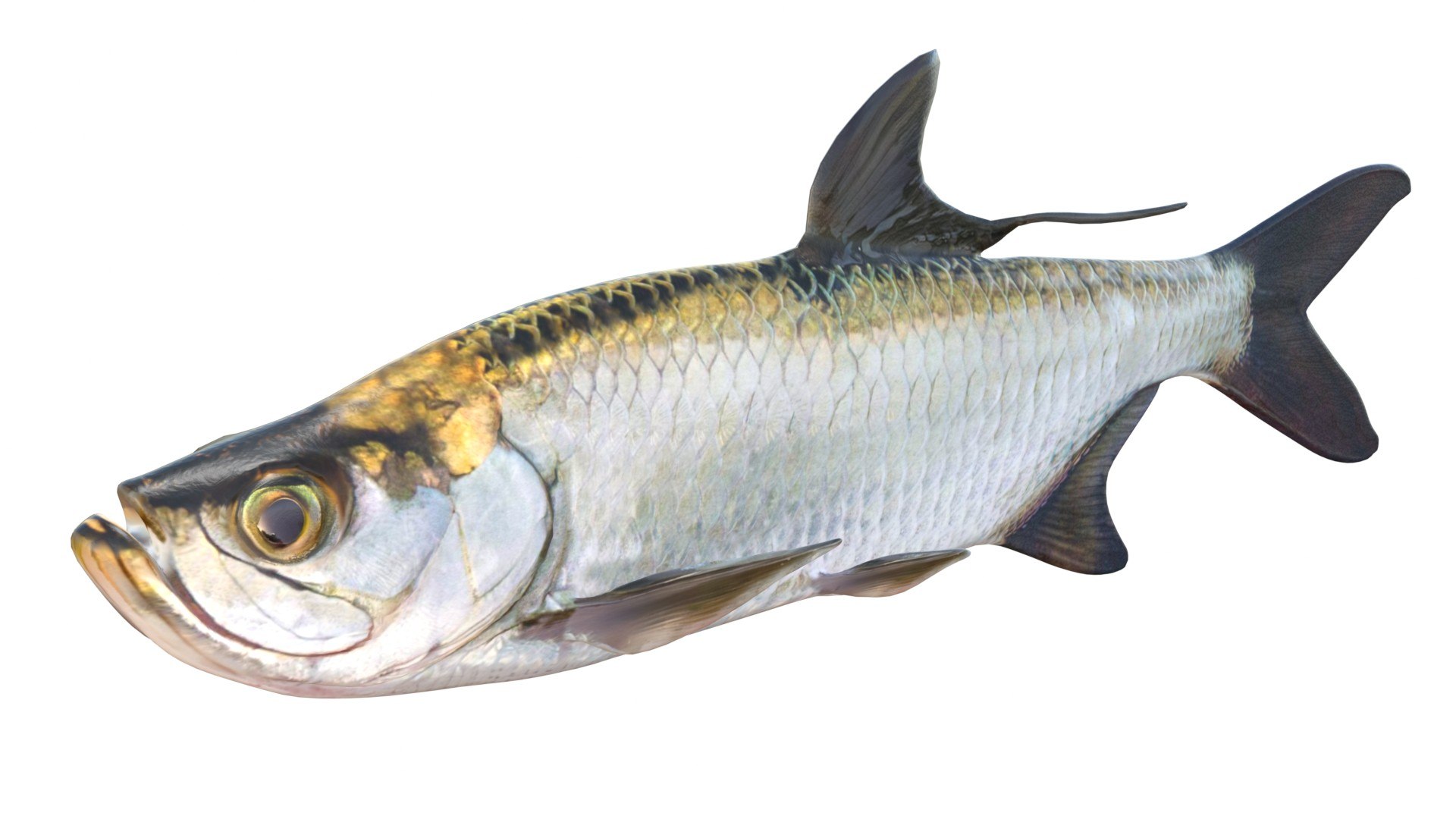 Tarpon fish model https://p.turbosquid.com/ts-thumb/wR/0Cy4eX/cZ/1/jpg/1768031235/1920x1080/fit_q87/c3f843fb9d1be581a3fddf0f8da62259eefbec97/1.jpg