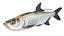 Tarpon fish