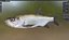 Tarpon fish