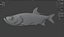 Tarpon fish