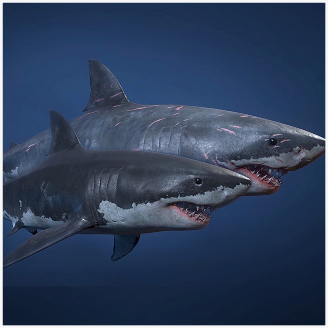 Great White Sharks Game Ready 3D Model TurboSquid 1752138