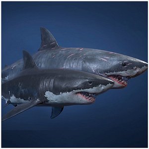 Great White Sharks - Game Ready 3D model