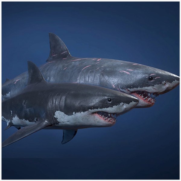 3D Great White Shark Rigged in Blender - TurboSquid 2009419