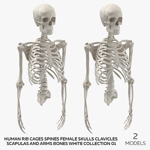 Human Rib Cages Spines Female Skulls Clavicles Scapulas and Arms Bones White Collection 01 - 2 model 3D