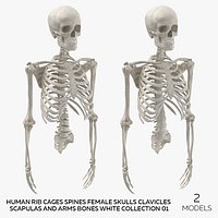 Human Rib Cages Spines Female Skulls Clavicles Scapulas and Arms Bones White Collection 01 - 2 model