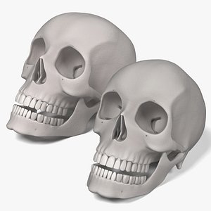3d female male skulls