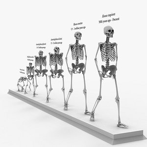 Human Evolution Skeleton System Darwin