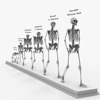 Human Evolution Skeleton System Darwin