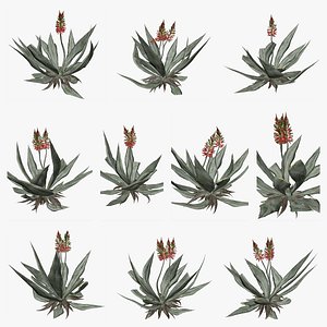 3D model Aloe Vera Plant Collection