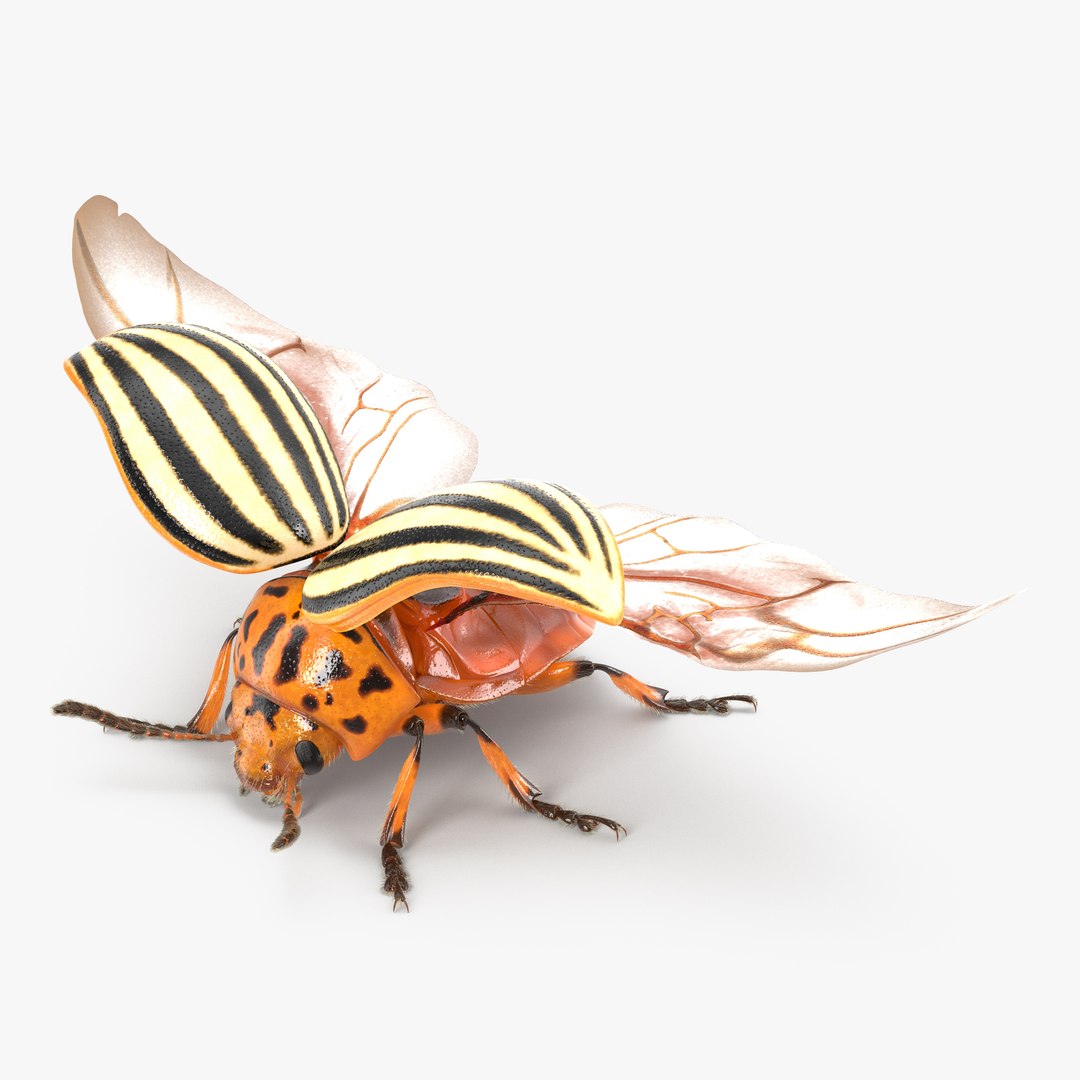 Colorado Potato Beetle 2 3D model for industrial visualization, technical presentation, simulation, product rendering, and animation