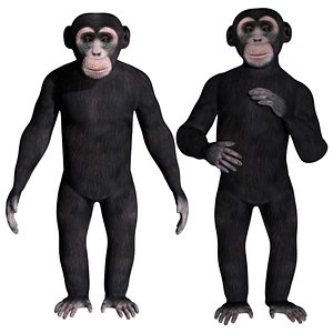 3D model fully rigged low poly Chimpanzee