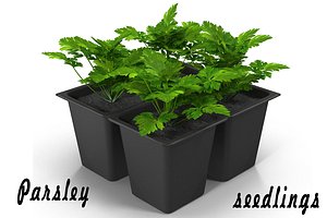 3d parsley seedlings