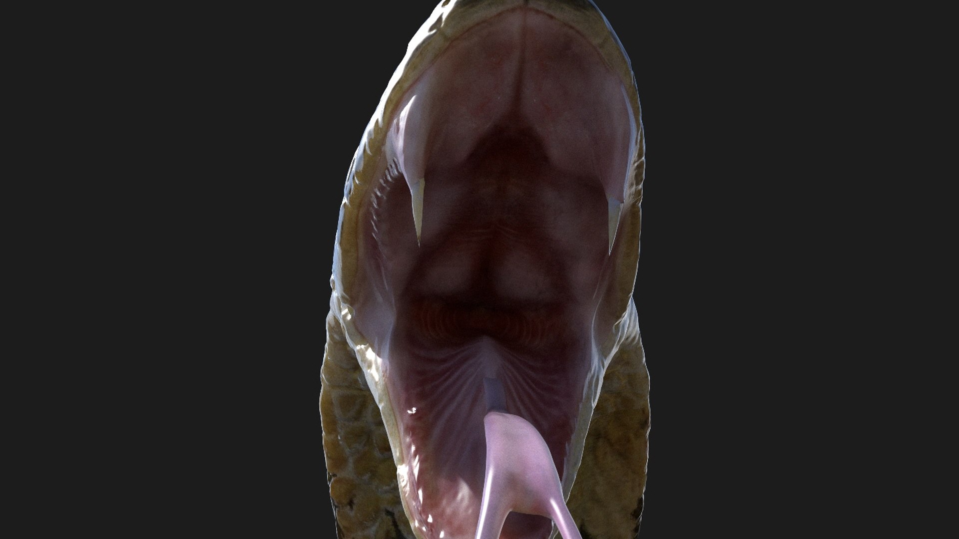 3D Snake Rig - TurboSquid 1273422