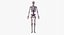 Anatomia Masculina Completa Equipada