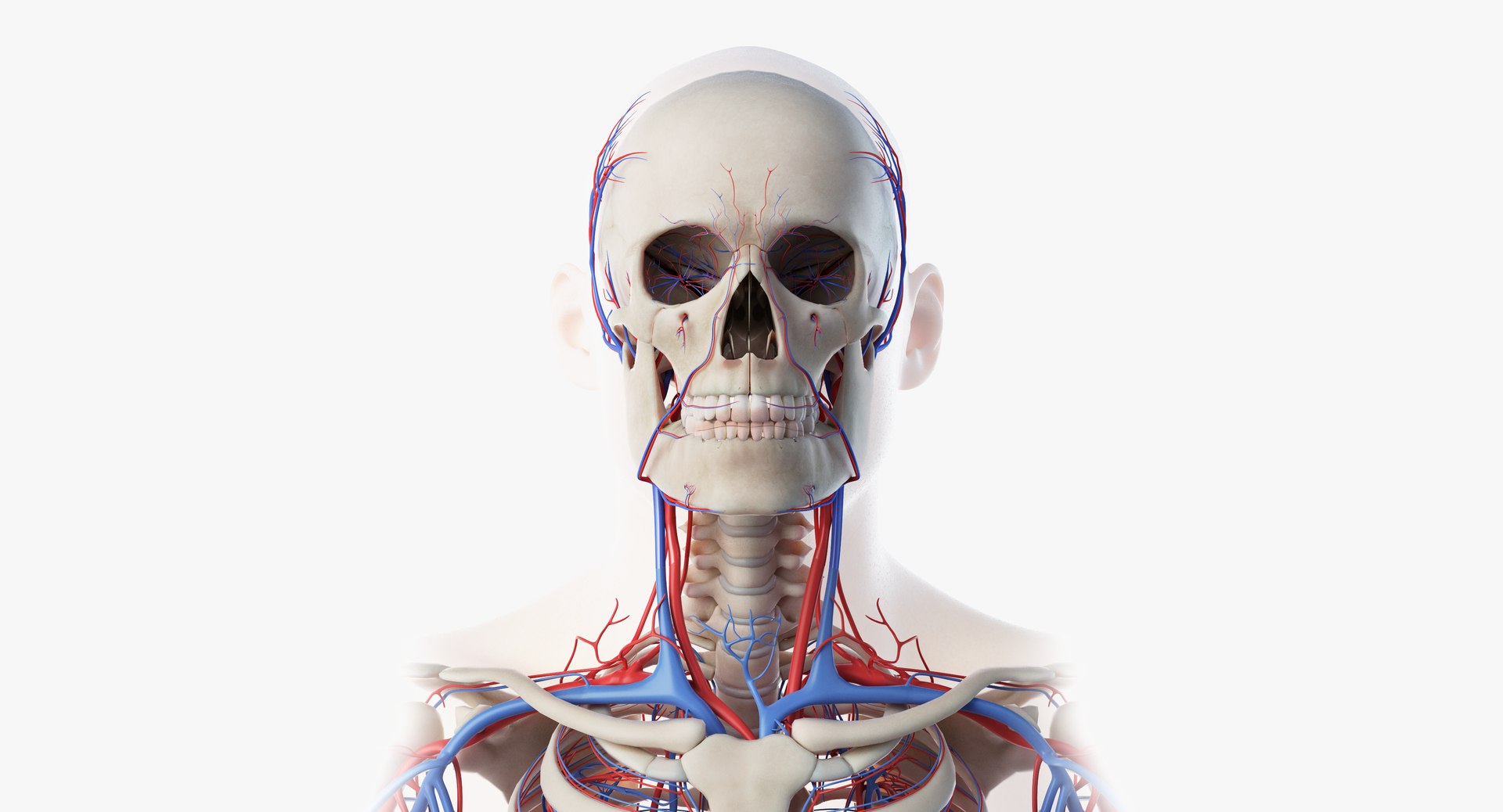 3D male anatomy rigged https://p.turbosquid.com/ts-thumb/wR/rOgvIa/8IdzoSJM/vasc04/png/1560164586/1920x1080/fit_q87/b5df70af2c09743d10d27295135c0db43369f3b7/vasc04.jpg