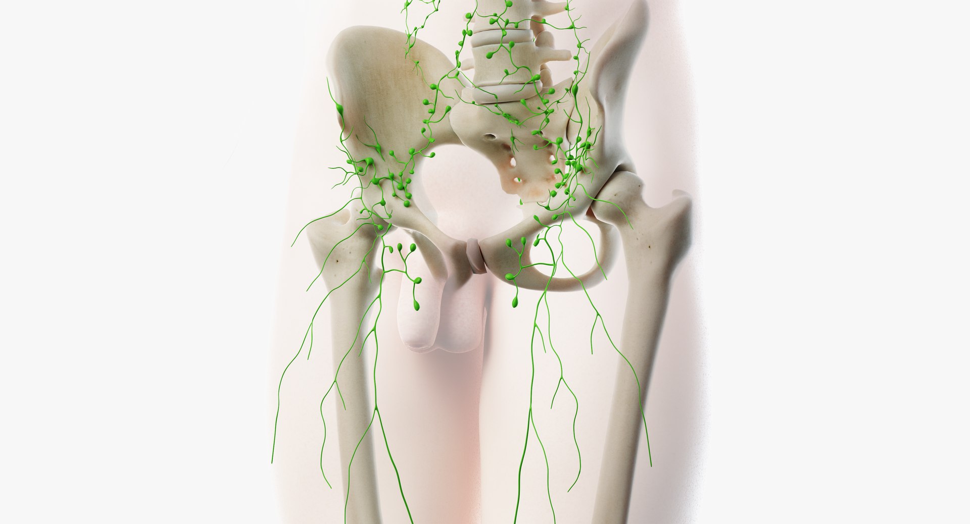 3D male anatomy rigged https://p.turbosquid.com/ts-thumb/wR/rOgvIa/AiU3nrfM/lymphatic12/png/1560164458/1920x1080/fit_q87/8f8265ca0575d59a385e21e4376e050403047d12/lymphatic12.jpg