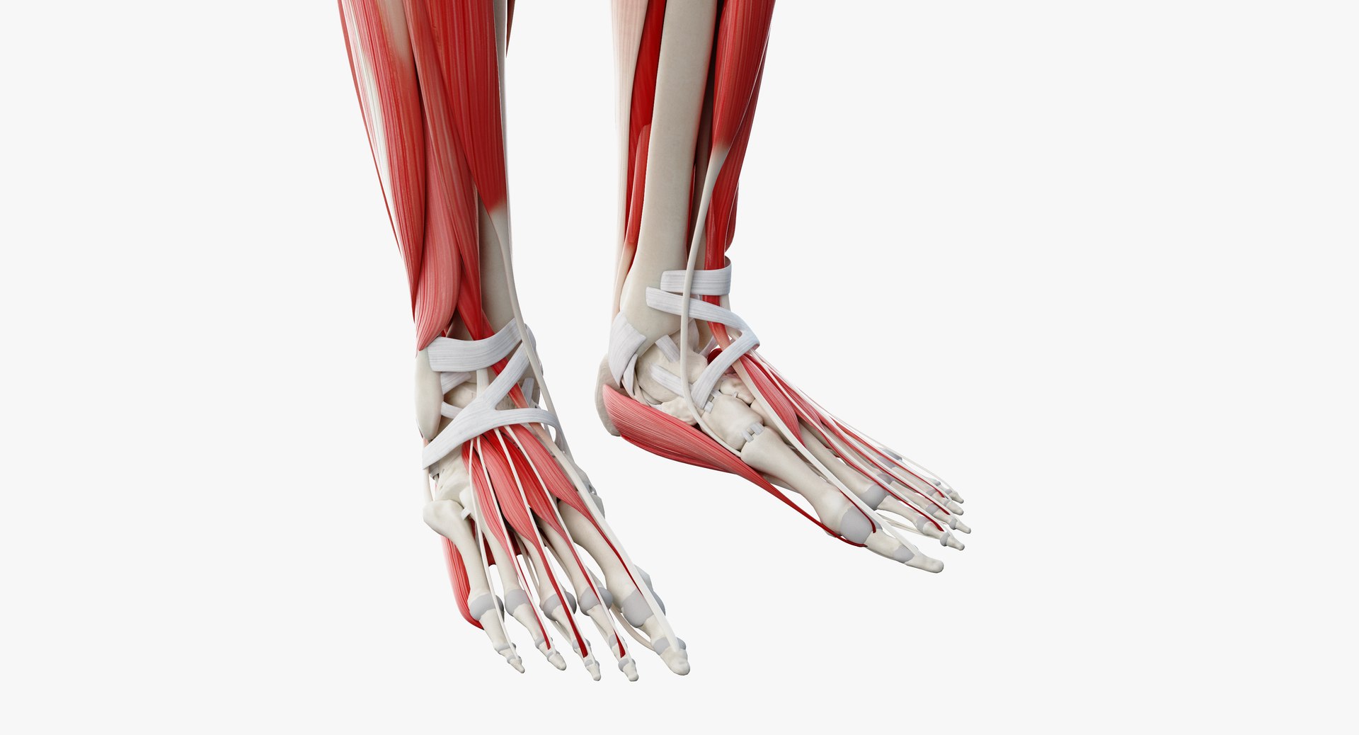 3D male anatomy rigged https://p.turbosquid.com/ts-thumb/wR/rOgvIa/CV99klNr/muscles12/png/1560164253/1920x1080/fit_q87/9af63f4cb7019e51e7efb765c61037a9894f9463/muscles12.jpg