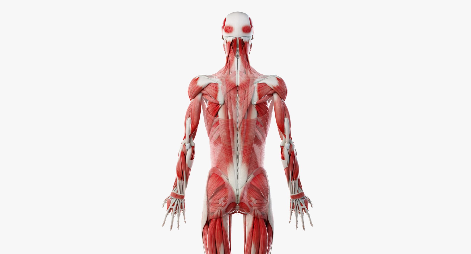 3D male anatomy rigged https://p.turbosquid.com/ts-thumb/wR/rOgvIa/JNsW1Pdf/muscles08/png/1560164253/1920x1080/fit_q87/17523429600b935e2af0b11d57a4503a4f1e5431/muscles08.jpg