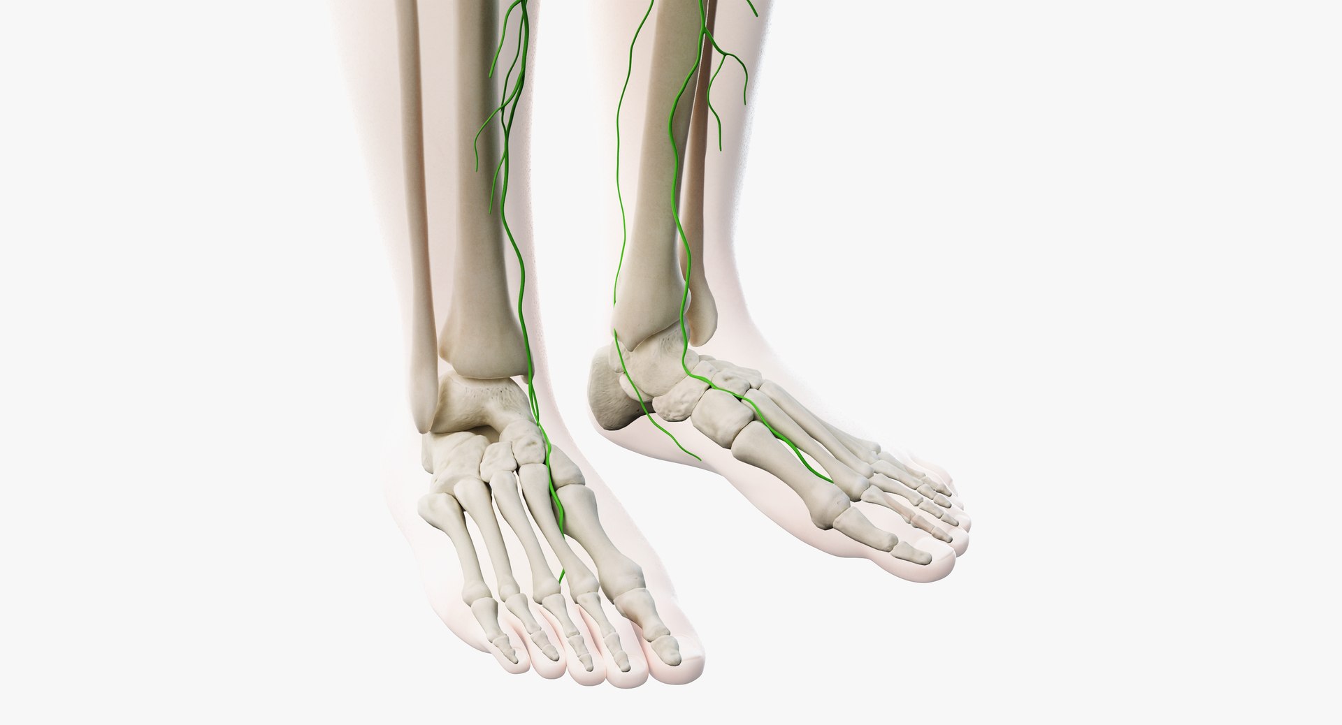 3D male anatomy rigged https://p.turbosquid.com/ts-thumb/wR/rOgvIa/MoS9KZWN/lymphatic11/png/1560164458/1920x1080/fit_q87/42f59828557fdad2e2755a957f2f43296943d5be/lymphatic11.jpg