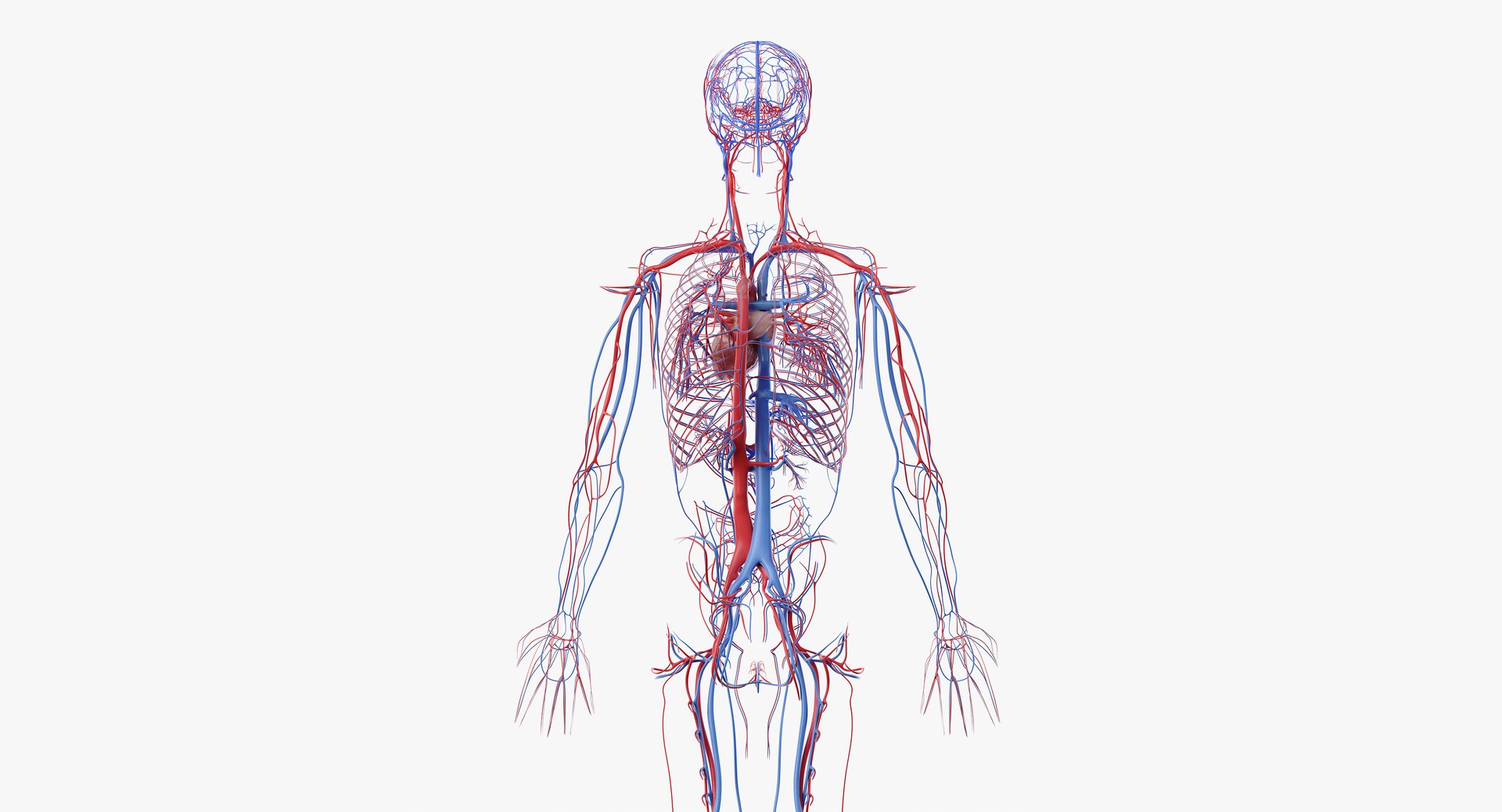3D male anatomy rigged https://p.turbosquid.com/ts-thumb/wR/rOgvIa/OF0Ekvb9/anatomy_vasc_08/png/1560164566/1920x1080/fit_q87/f2ad79675e1b1977f4cd5f359fd869db97f8d8cf/anatomy_vasc_08.jpg