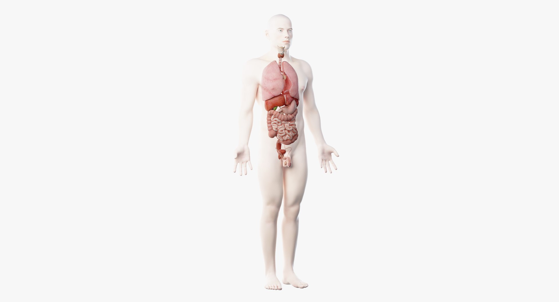 3D male anatomy rigged https://p.turbosquid.com/ts-thumb/wR/rOgvIa/OwauekEF/organs01/png/1560164740/1920x1080/fit_q87/1edb973fb36421dc6213a8793d3e73321e121e9a/organs01.jpg