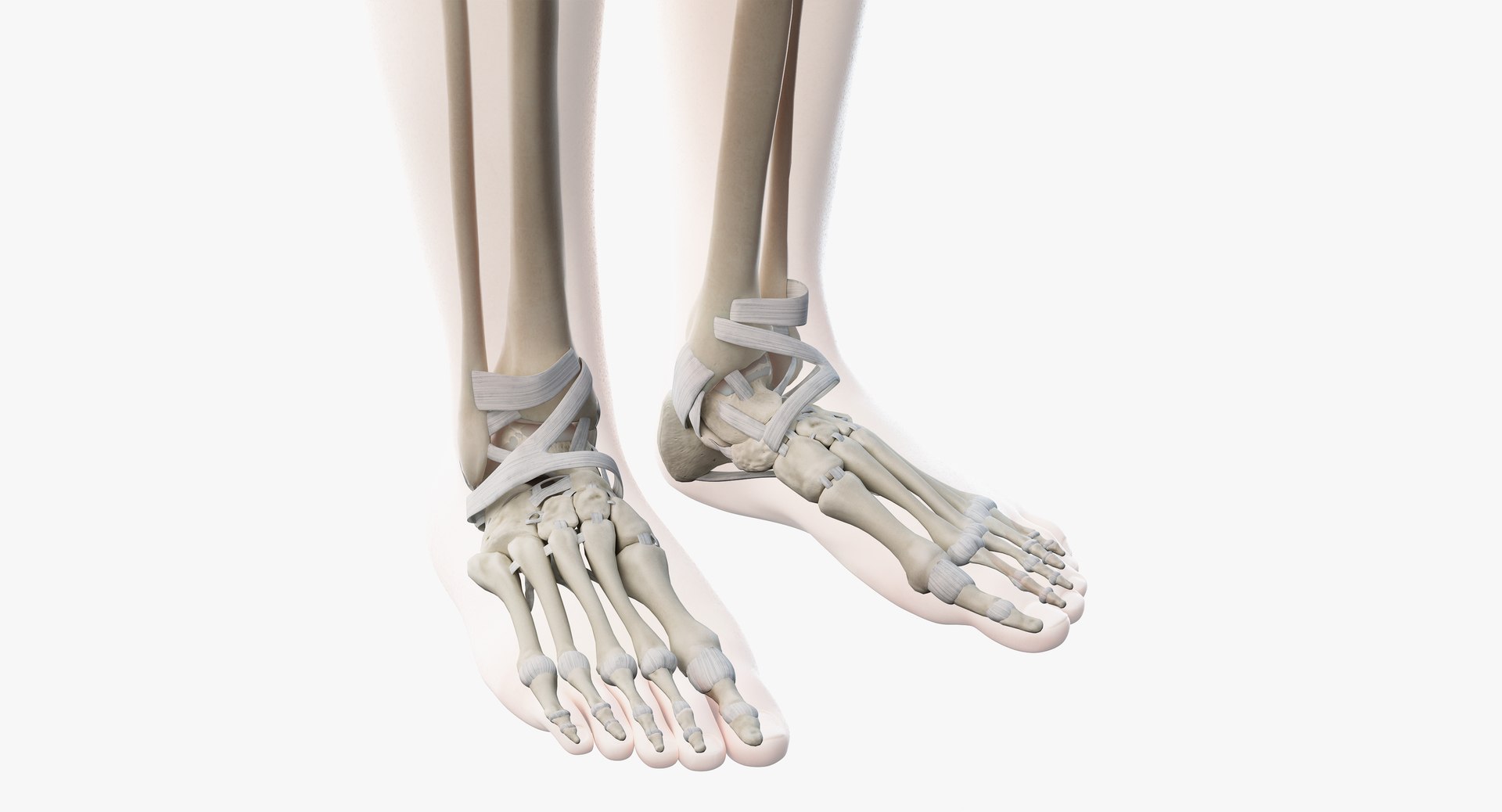 3D male anatomy rigged https://p.turbosquid.com/ts-thumb/wR/rOgvIa/TRVQ418x/skeleton12/png/1560164127/1920x1080/fit_q87/18830dc924a91408fe56bdaa4852eafd778da529/skeleton12.jpg